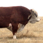 gallery_07-2012-128M