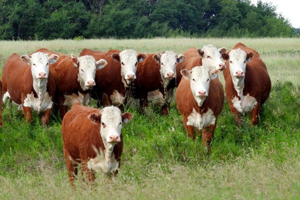 DSCN0801-heifers-6x4-600x400-for-web